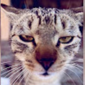 Meet your Posher, Annabellia